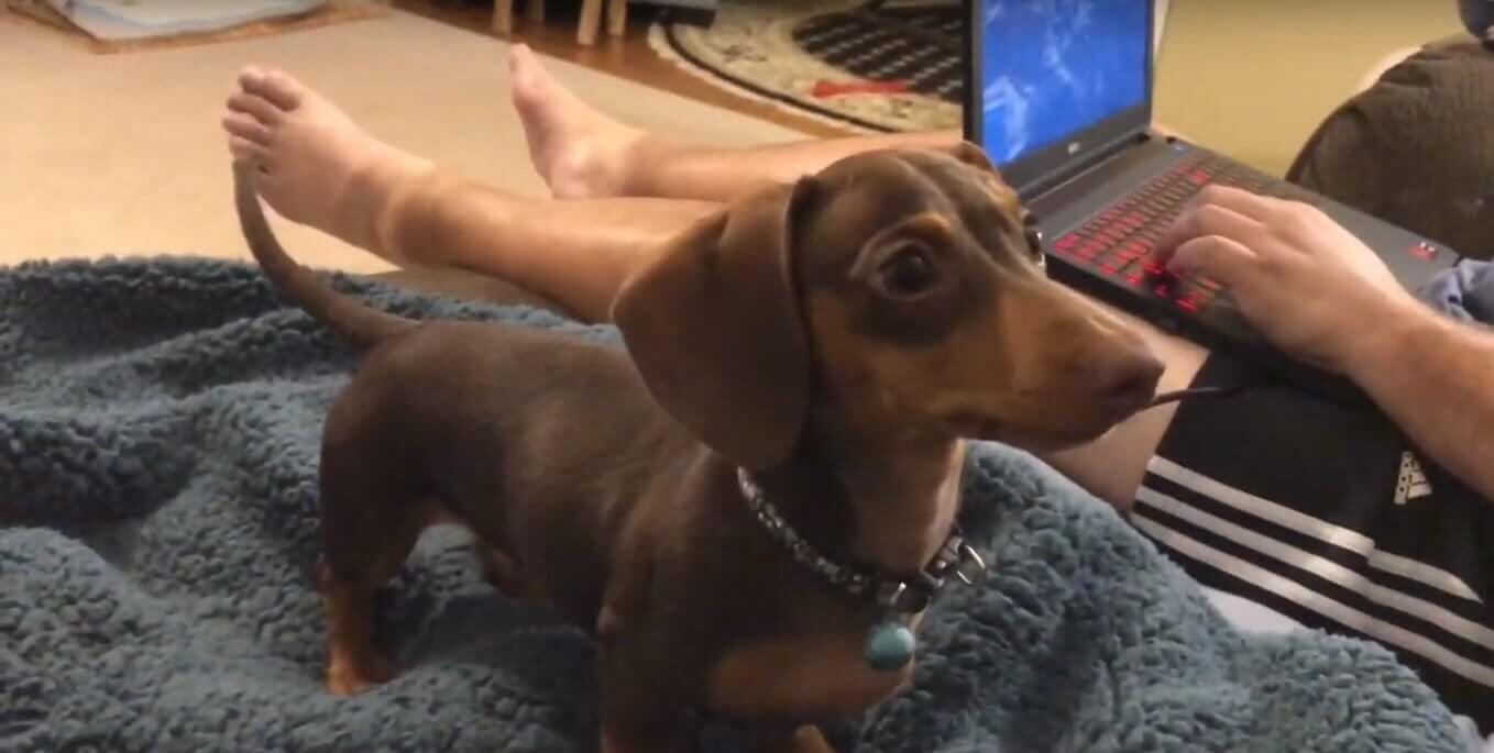 ダックスフンド,動画