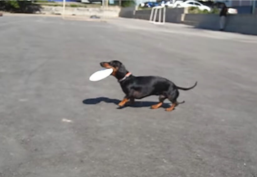 ダックスフンド,動画