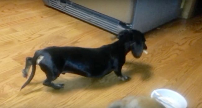 ダックスフンド,動画