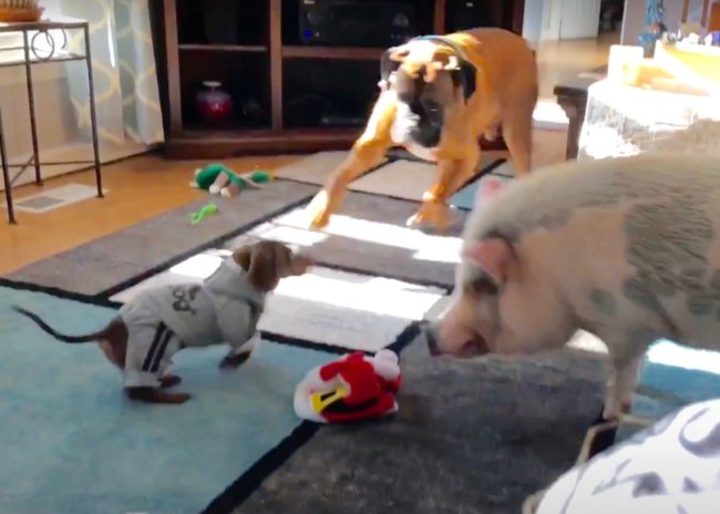 ダックスフンド,動画