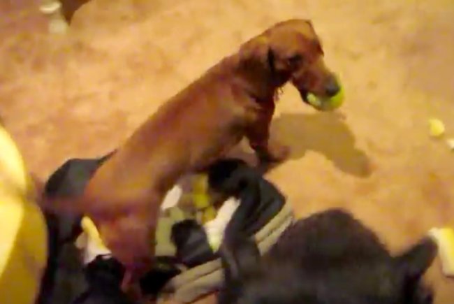 ダックスフンド,動画