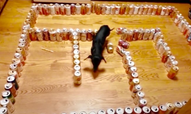 ダックスフンド,動画