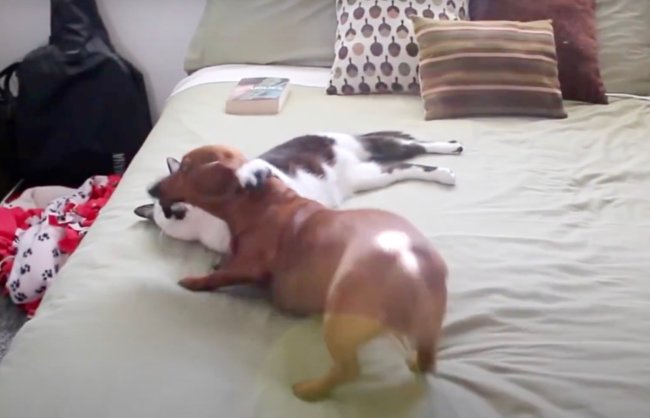 ダックスフンド,動画