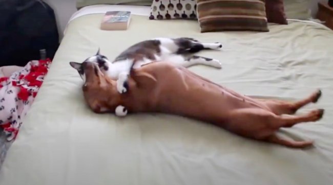 ダックスフンド,動画