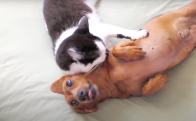 ダックスフンド,動画