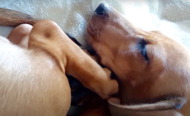 ダックスフンド,動画