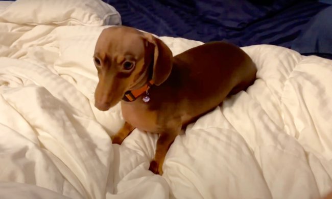 ダックスフンド,動画