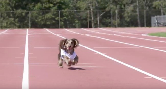 ダックスフンド,動画