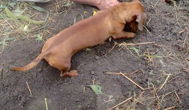 ダックスフンド,動画