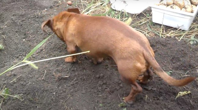 ダックスフンド,動画