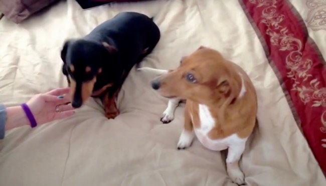 ダックスフンド,動画