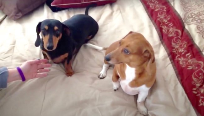 ダックスフンド,動画