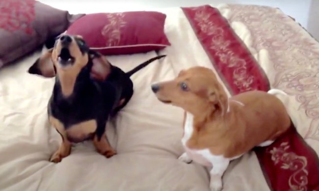 ダックスフンド,動画