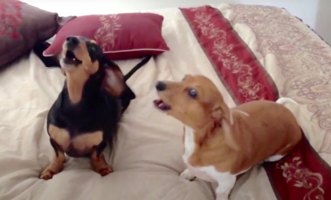 ダックスフンド,動画