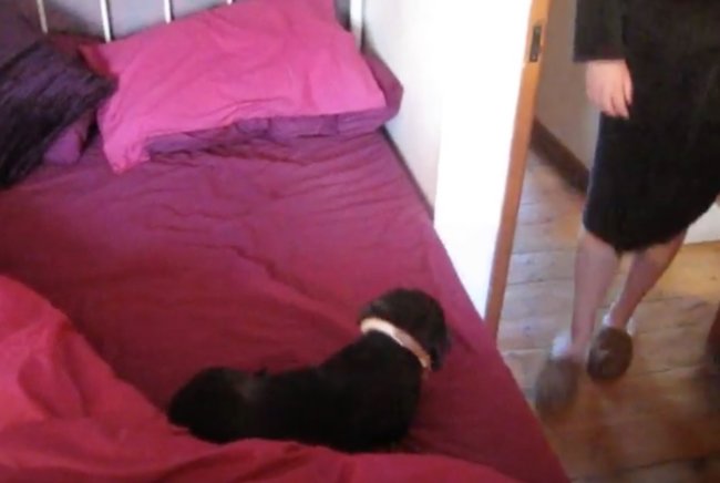 ダックスフンド,動画