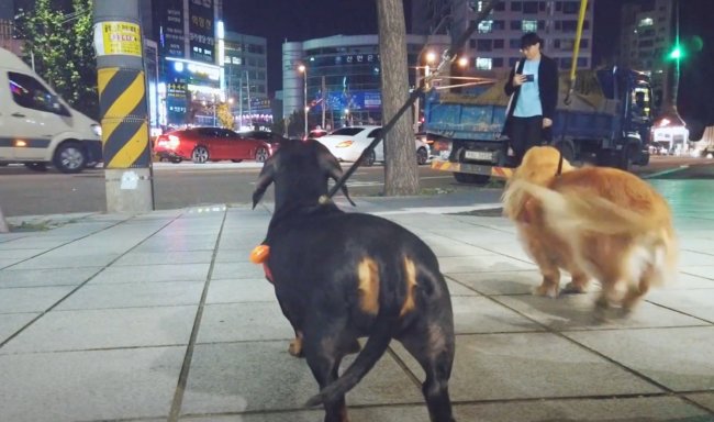 ダックスフンド,動画