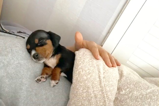 ダックスフンド,動画