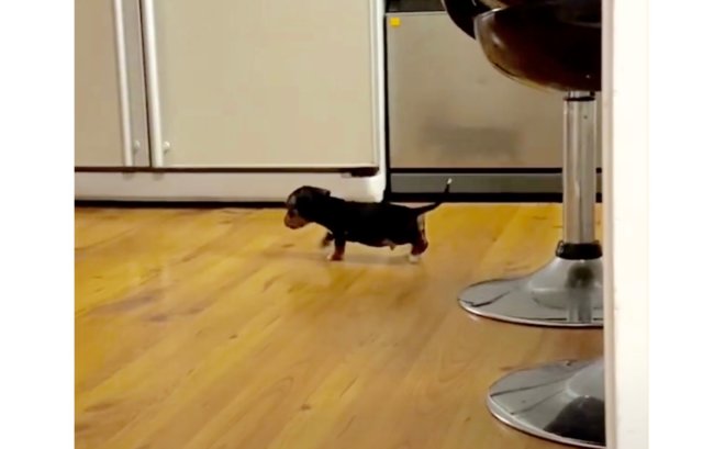 ダックスフンド,動画