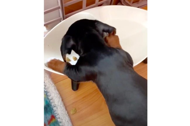 ダックスフンド,動画