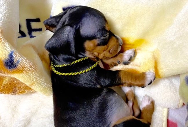 ダックスフンド,動画