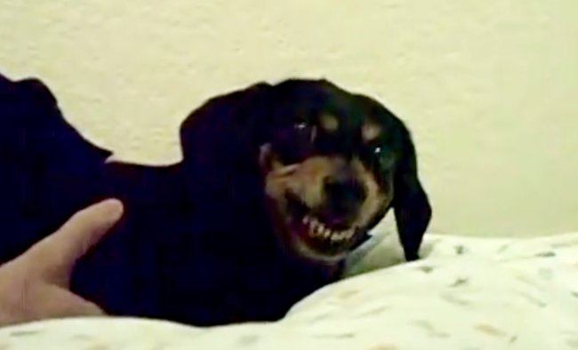 ダックスフンド,動画