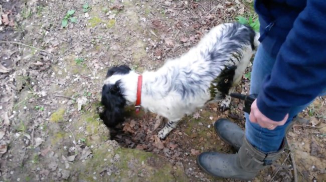 ダックスフンド,動画