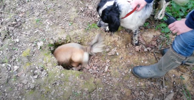 ダックスフンド,動画