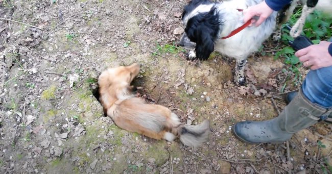 ダックスフンド,動画