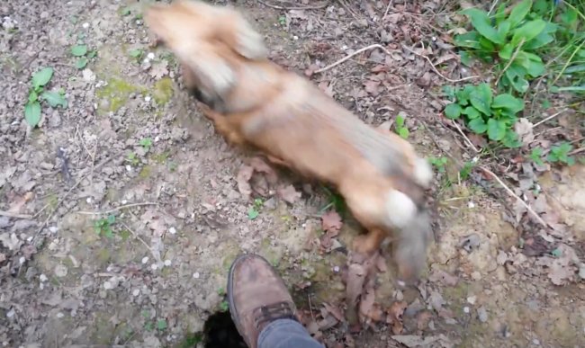 ダックスフンド,動画