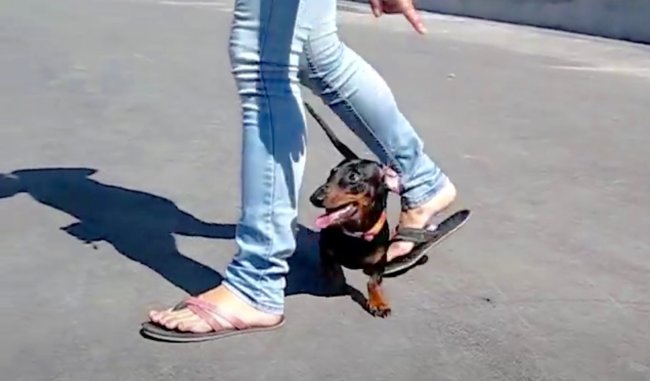 ダックスフンド,動画