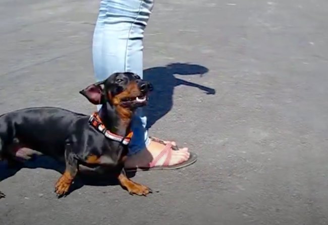 ダックスフンド,動画