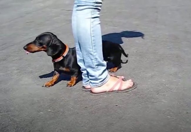 ダックスフンド,動画