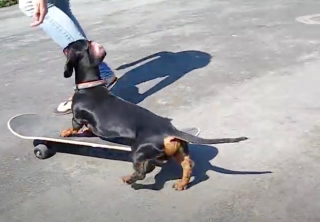 ダックスフンド,動画