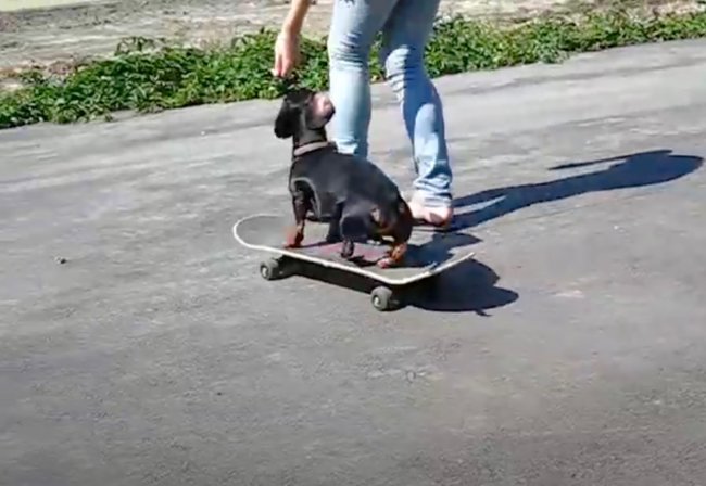 ダックスフンド,動画