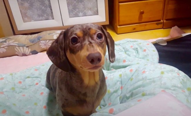 ダックスフンド,動画