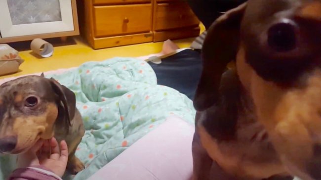 ダックスフンド,動画