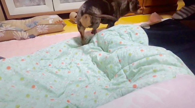 ダックスフンド,動画