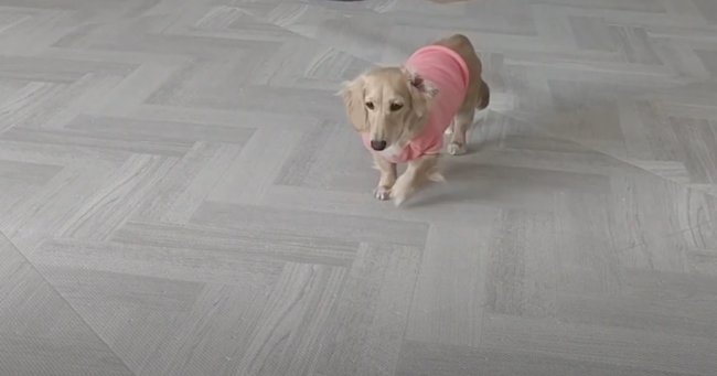 ダックスフンド,動画