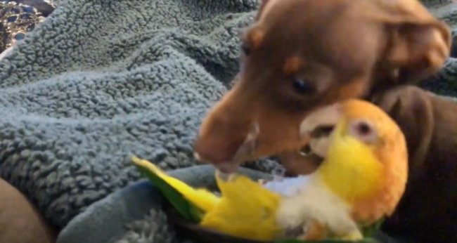 ダックスフンド,動画