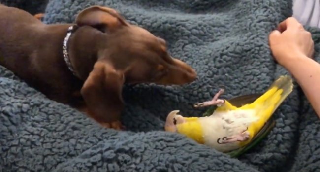 ダックスフンド,動画