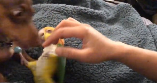 ダックスフンド,動画