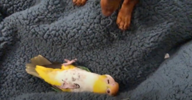 ダックスフンド,動画