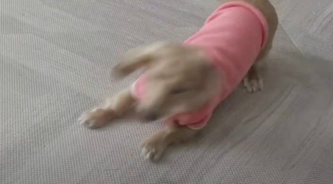 ダックスフンド,動画