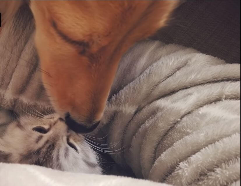 ダックスフンド,動画