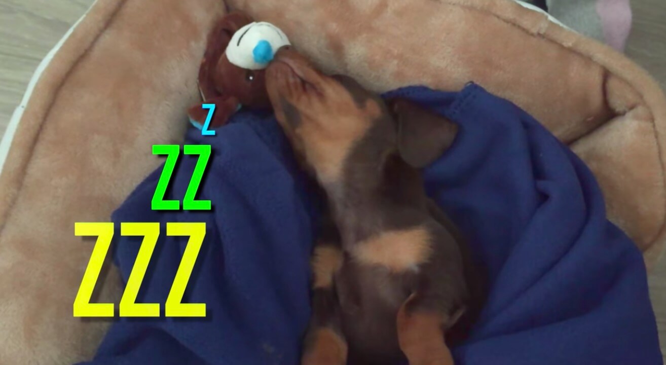 ダックスフンド,動画