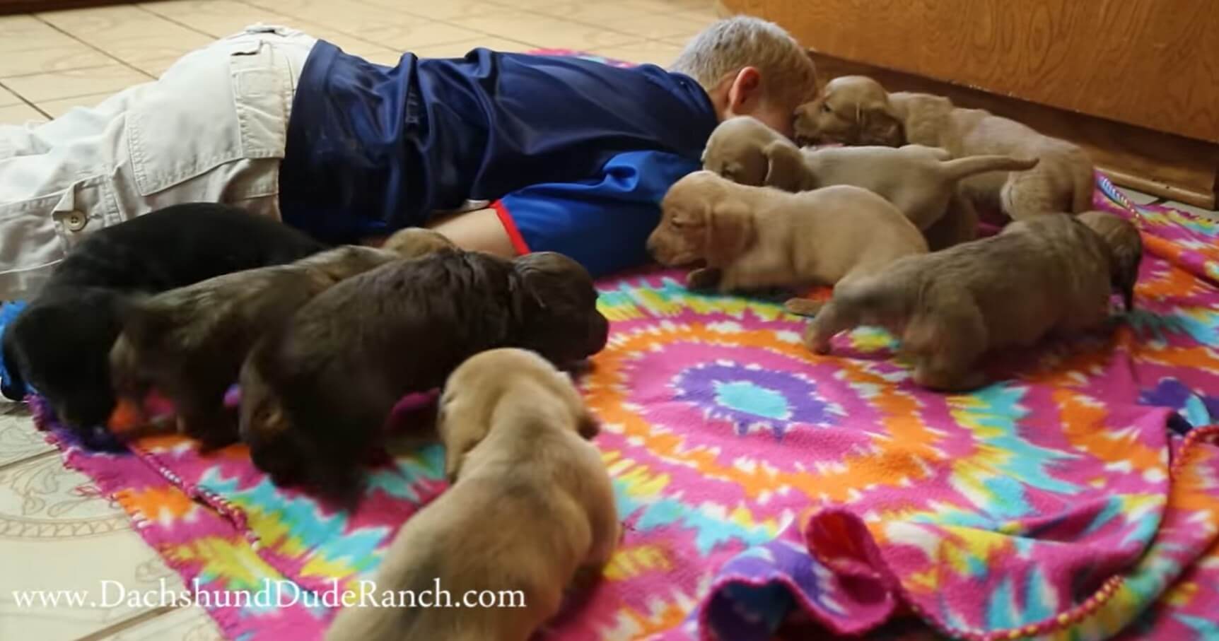 ダックスフンド,動画