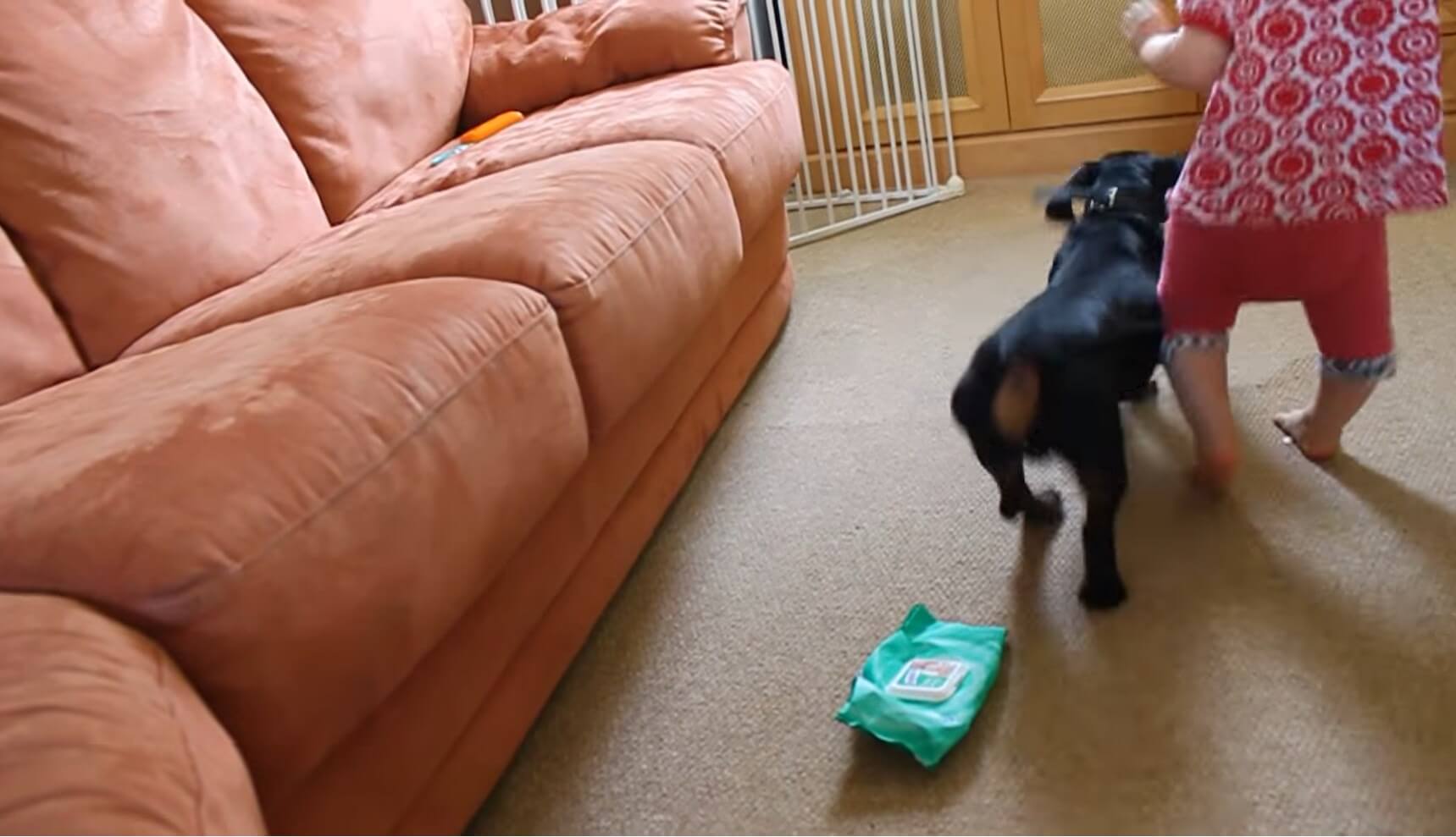 ダックスフンド,動画