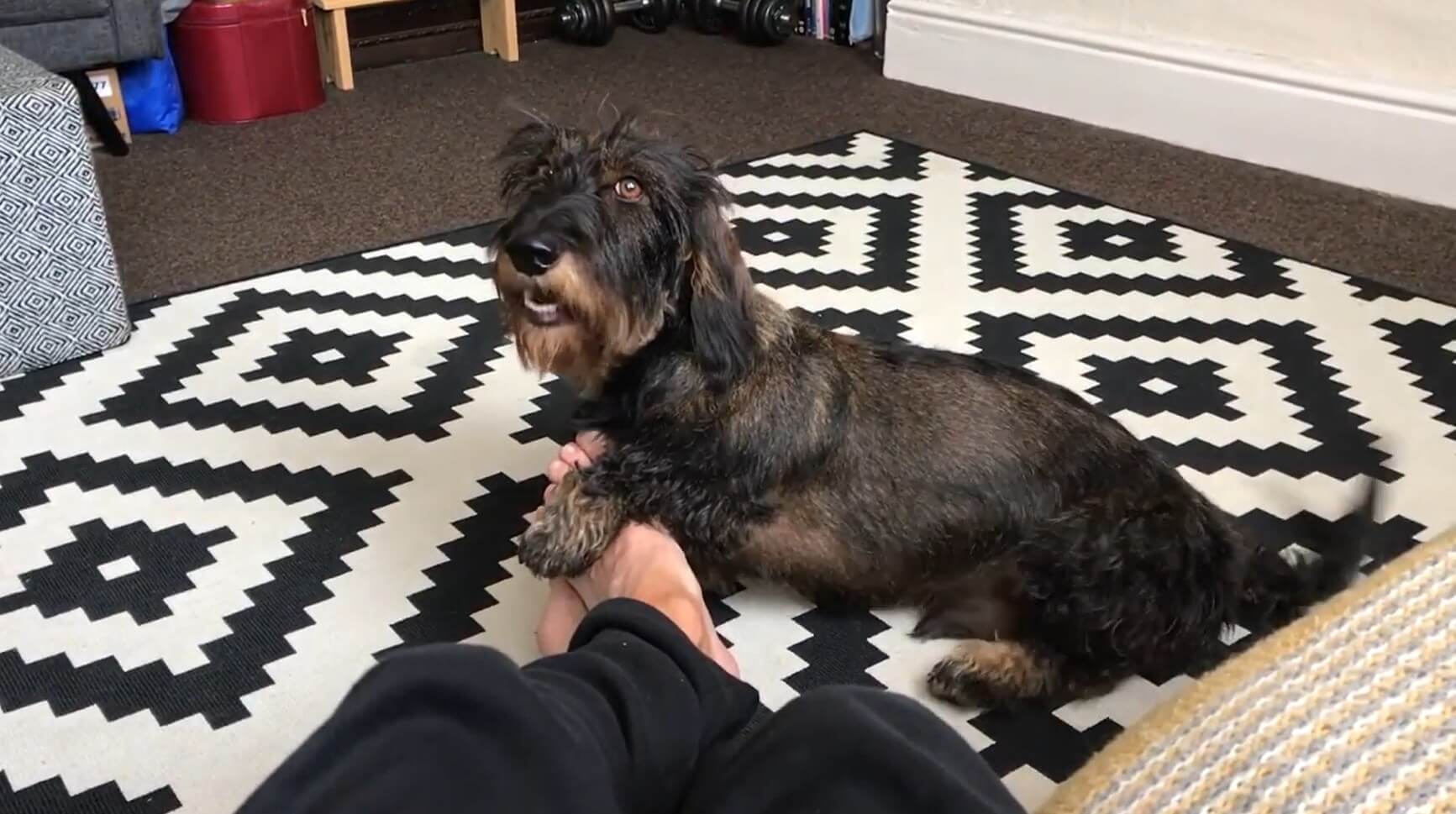 ダックスフンド,動画