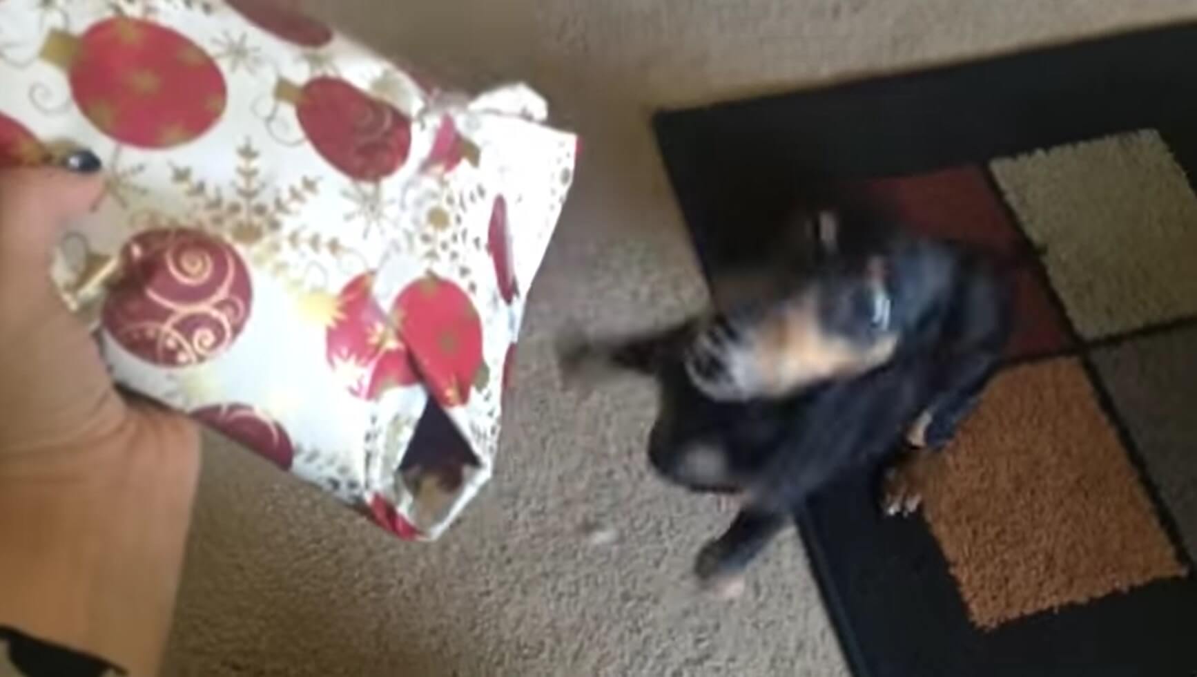 ダックスフンド,動画