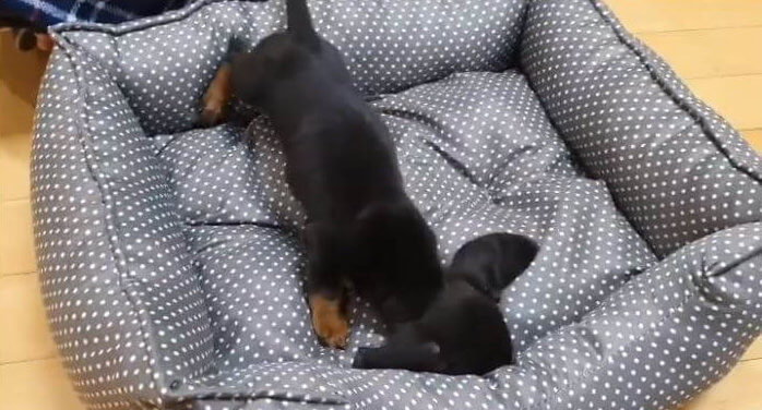 ダックスフンド,動画